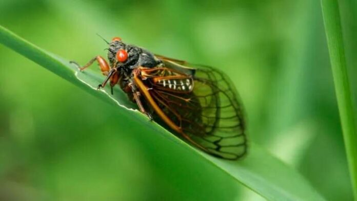 Double Cicada Brood 2024