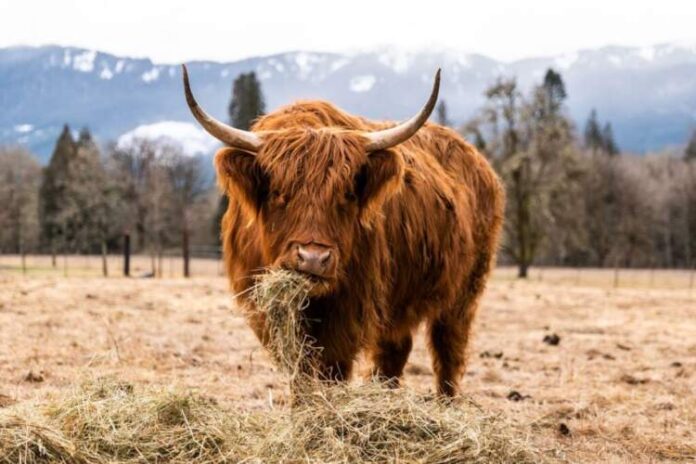 Highland Cow