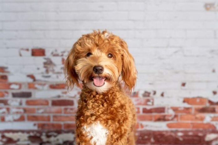 Mini Goldendoodle