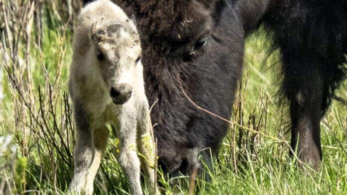 lakota prophecy white buffalo calf