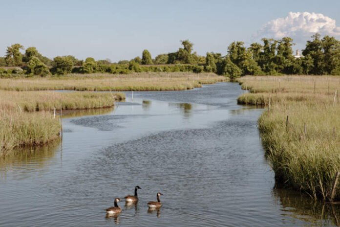 Swampy Area in the Southern us NYT